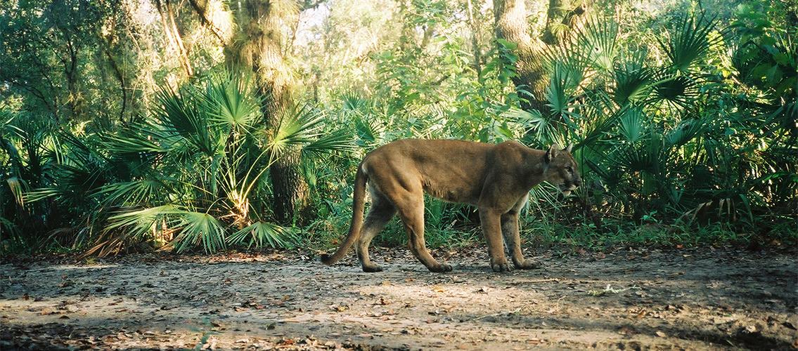 Florida panther in wilderness