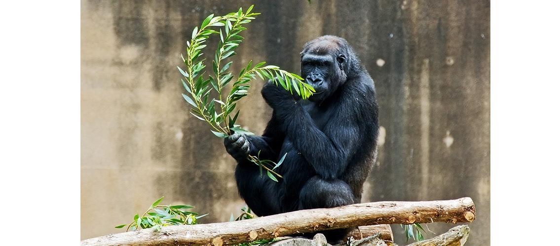 photo of a gorilla sitting next to a lake, eating greenery
