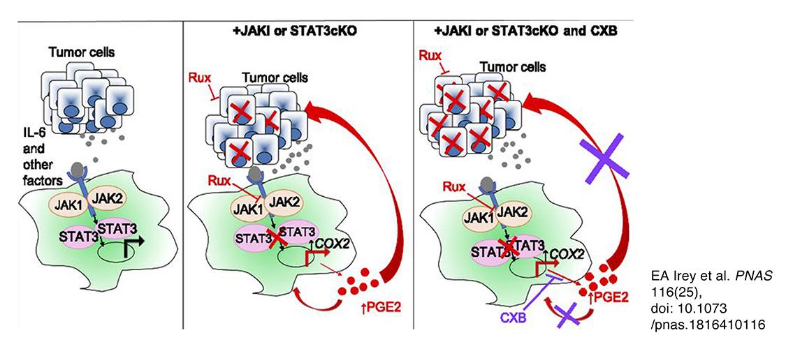 graphical rendering of JAK/STAT inhibitors affecting tumor cells 