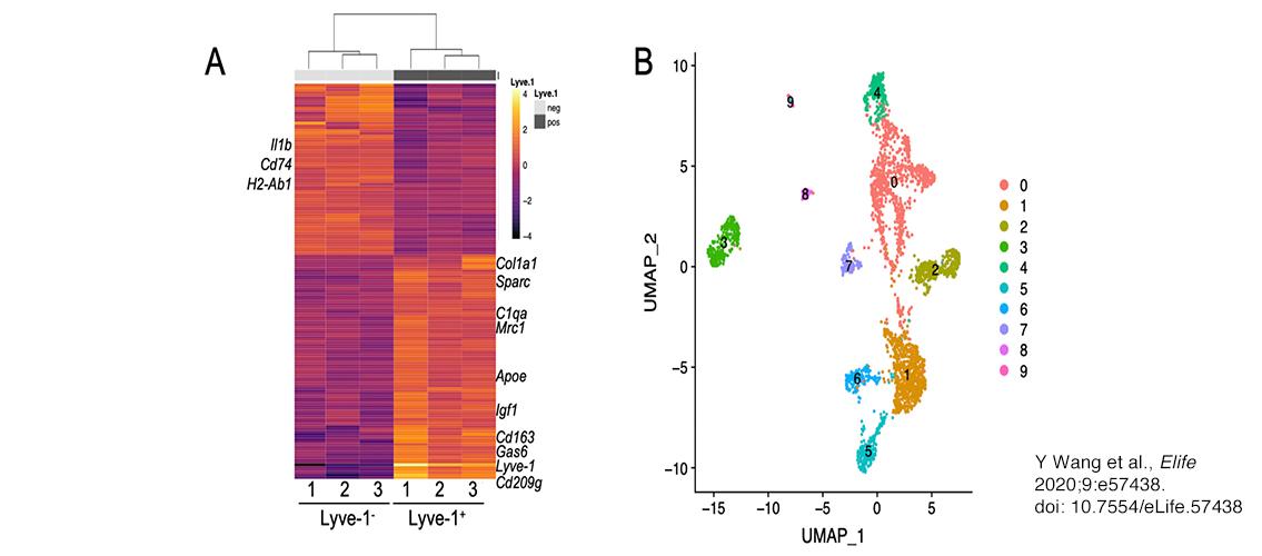 macrophage graphics generated by transcriptional profiling