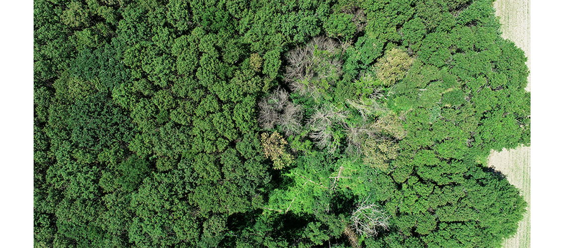 arial view of a forest canopy showing a patch of trees that have lost their leaves from oak wilt