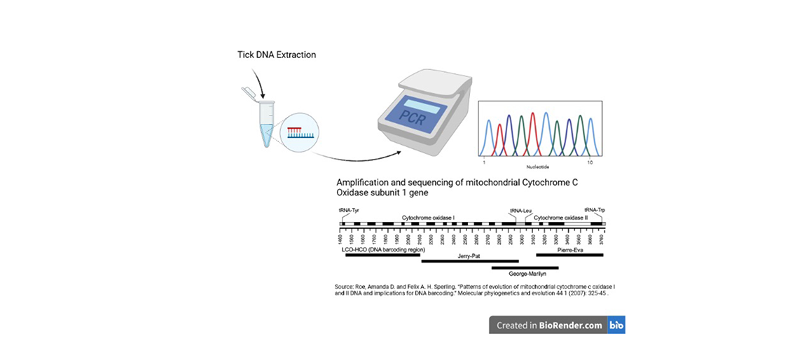 graphic showing process for RNA sequencing